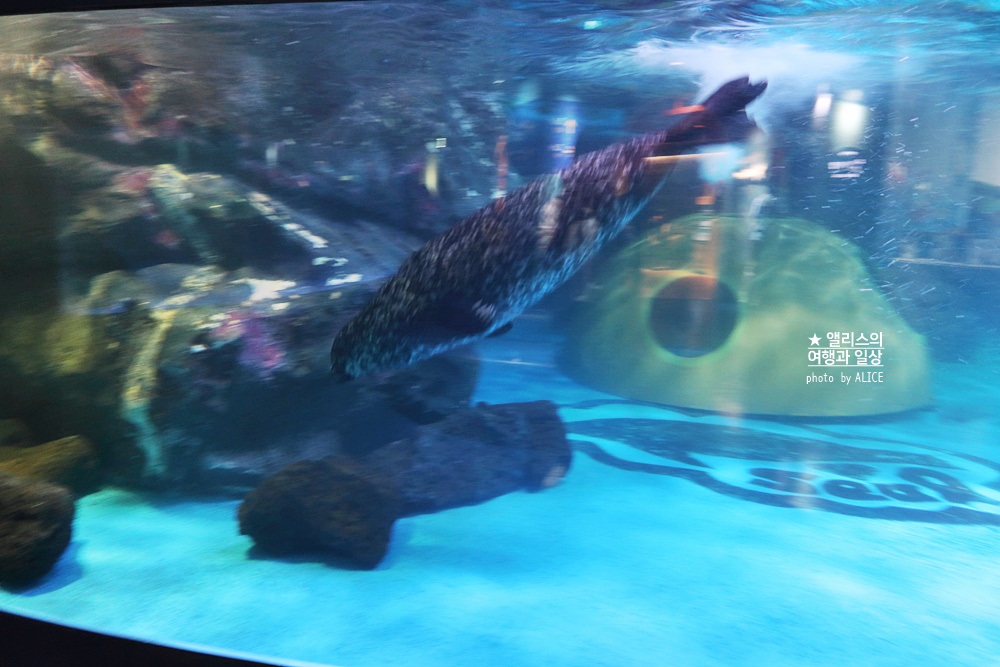 코엑스 아쿠아리움 입장권 할인예약 방법, 대중교통 가는 방법, 참물범 펭귄 비버 상어 보러가자!