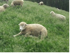 초원에 앉아 있거나 거닐고 있는 양들 모습