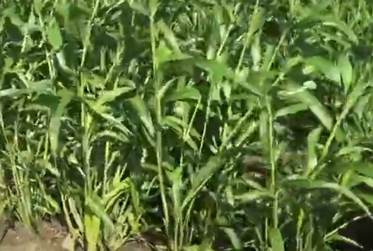 율무 파종시기와 거름 주는 방법 총정리 1