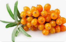 씨벅쏜 관련 사진