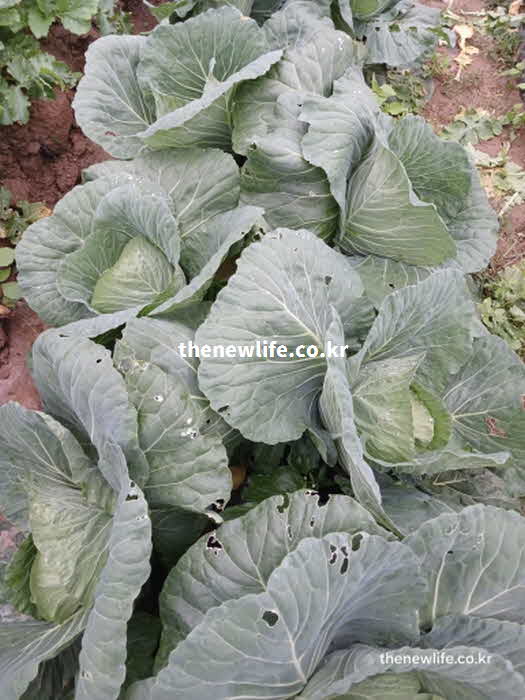 양배추 효능 성질