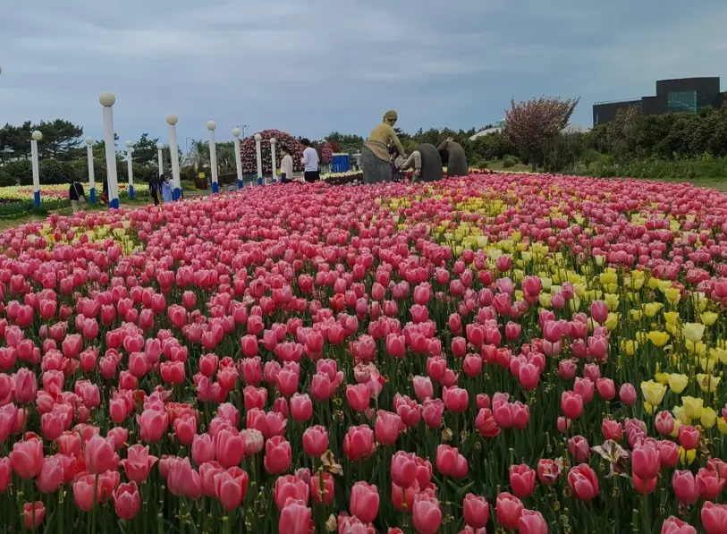 2025년 태안 튤립축제 일정, 개화시기, 주차장, 입장료