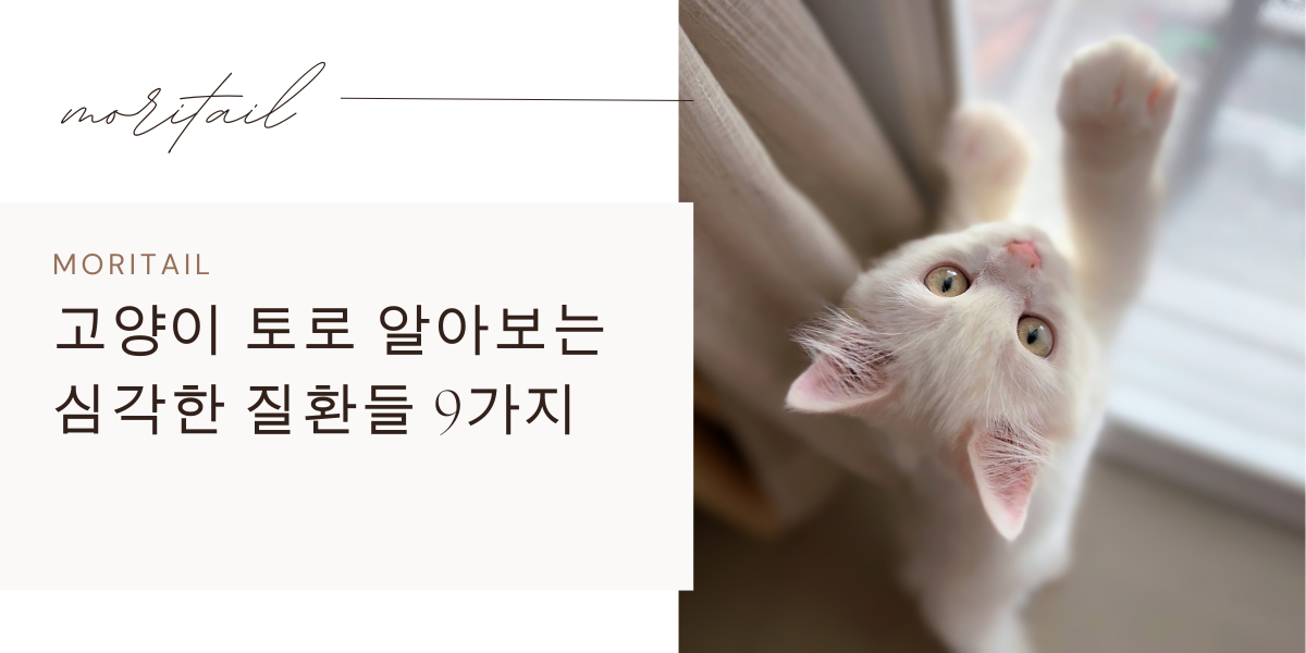 고양이 토로 알아보는 심각한 질환들 9가지