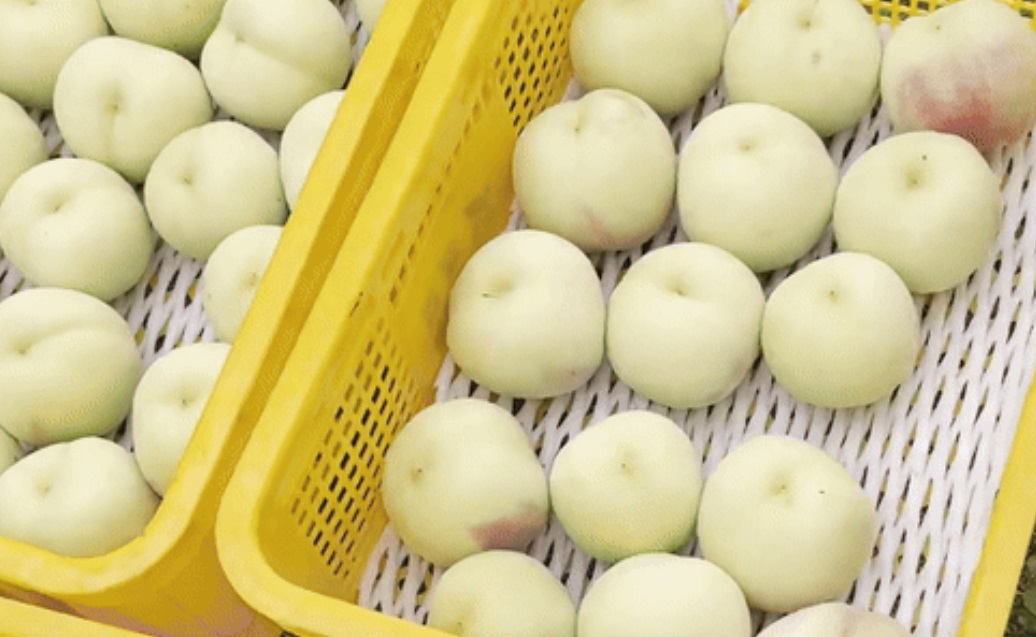 -함양-설도-겨울복숭아-설도마켓