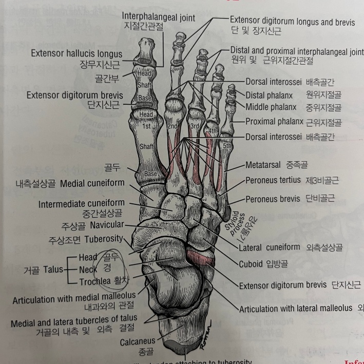 위에서-내려다본-발목뼈의-해부학-사진