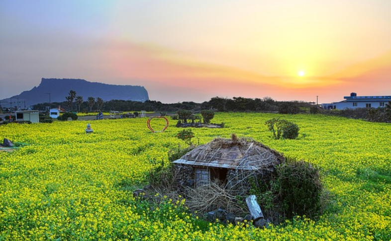 제주도 성산일출봉과 유채꽃밭