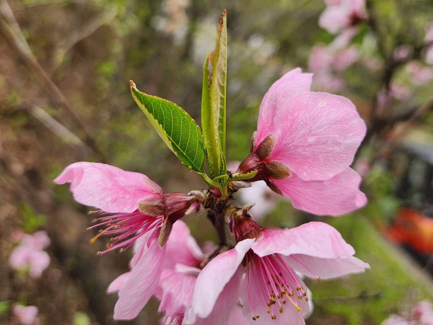복사나무(복숭아나무)