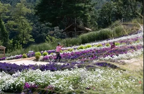 고석정 꽃이미지/사진