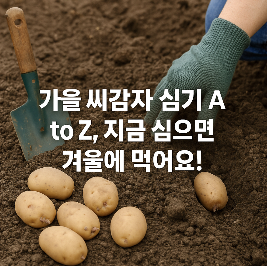 가을 씨감자 심기 A to Z, 지금 심으면 겨울에 먹어요!