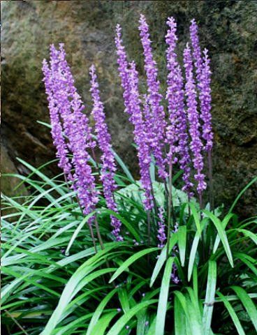 맥문동 효능 5가지 먹는방법 맥문동 차 분말 먹는법 부작용