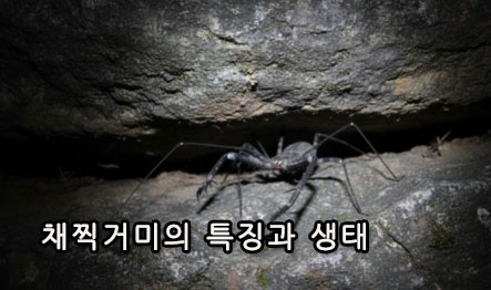 채찍거미의 특징과 생태