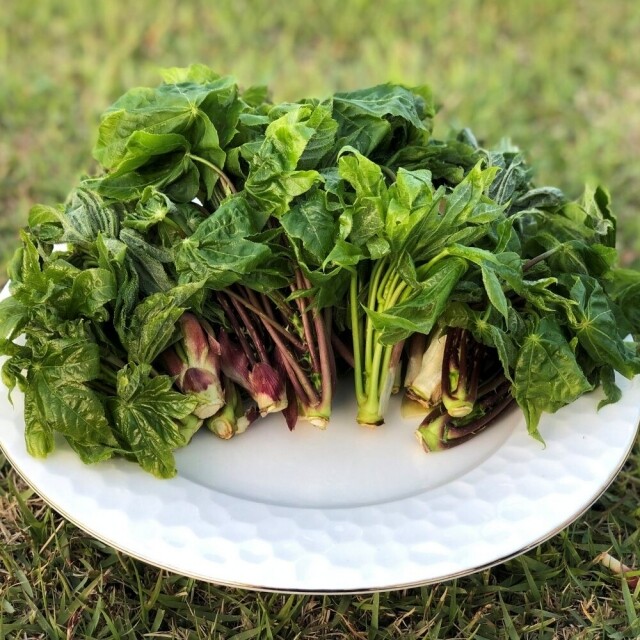 두릅 효능 및 부작용