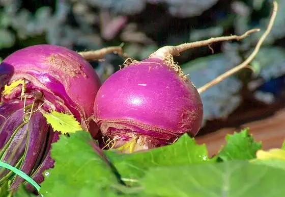6시내고향 인천 강화 강화도 순무 파는 곳 전국 택배 온라인 전화 주문 추천 