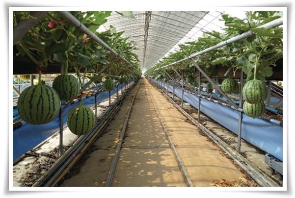 작지만 수박보다 달콤한 애플 수박 키우기! 아파트나 작은 정원에서도 가능해요.