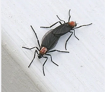 러브버그 정체는? 출몰 시기와 퇴치법 총정리