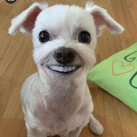 조류독감(AI) 가이드 원인, 증상 및 예방