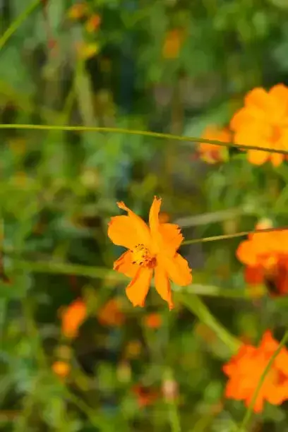 단양 도담정원 황화 코스모스