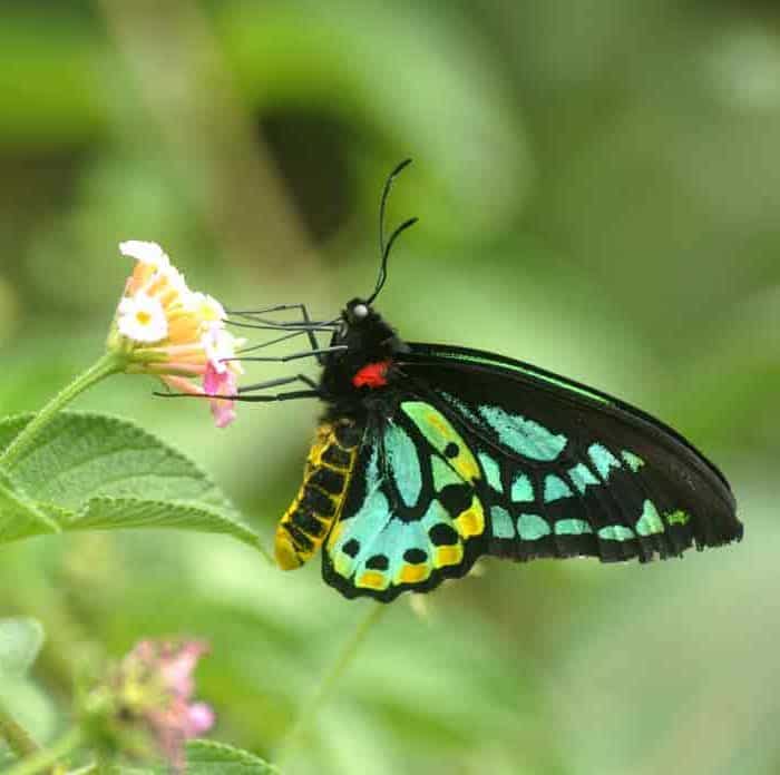 유네스코 세계유산 호주의 곤드와나 열대우림
