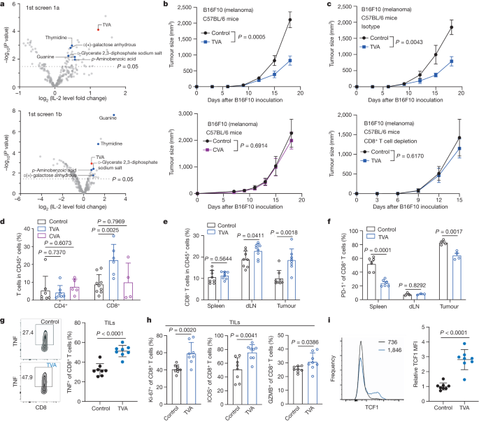 식이 TVA는 effector CD8 T 세포를 통해 항종양 면역을 강화