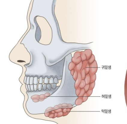 타석증이란, 타석증 증상 수술 치료, 수술입원기간 알아보기(최신)