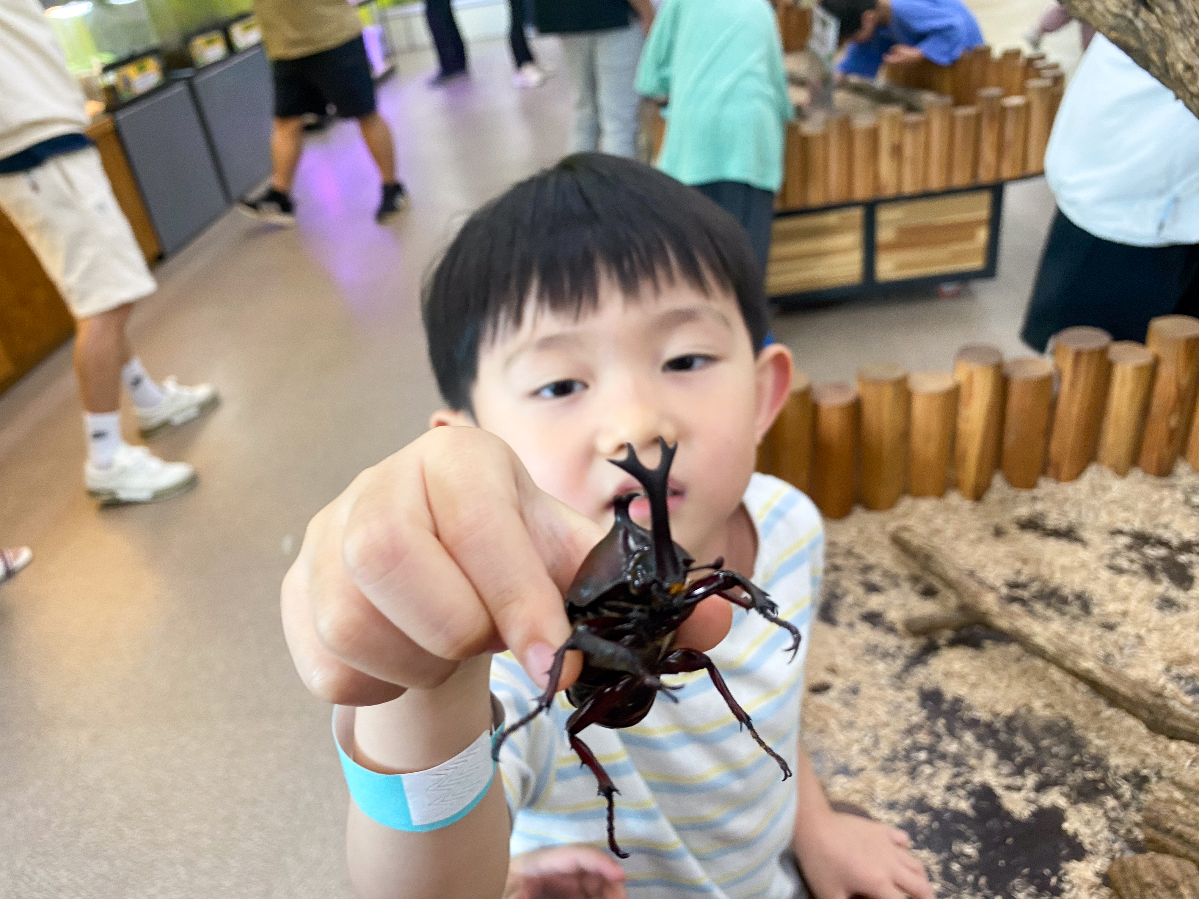 장수풍뎅이 클로즈업