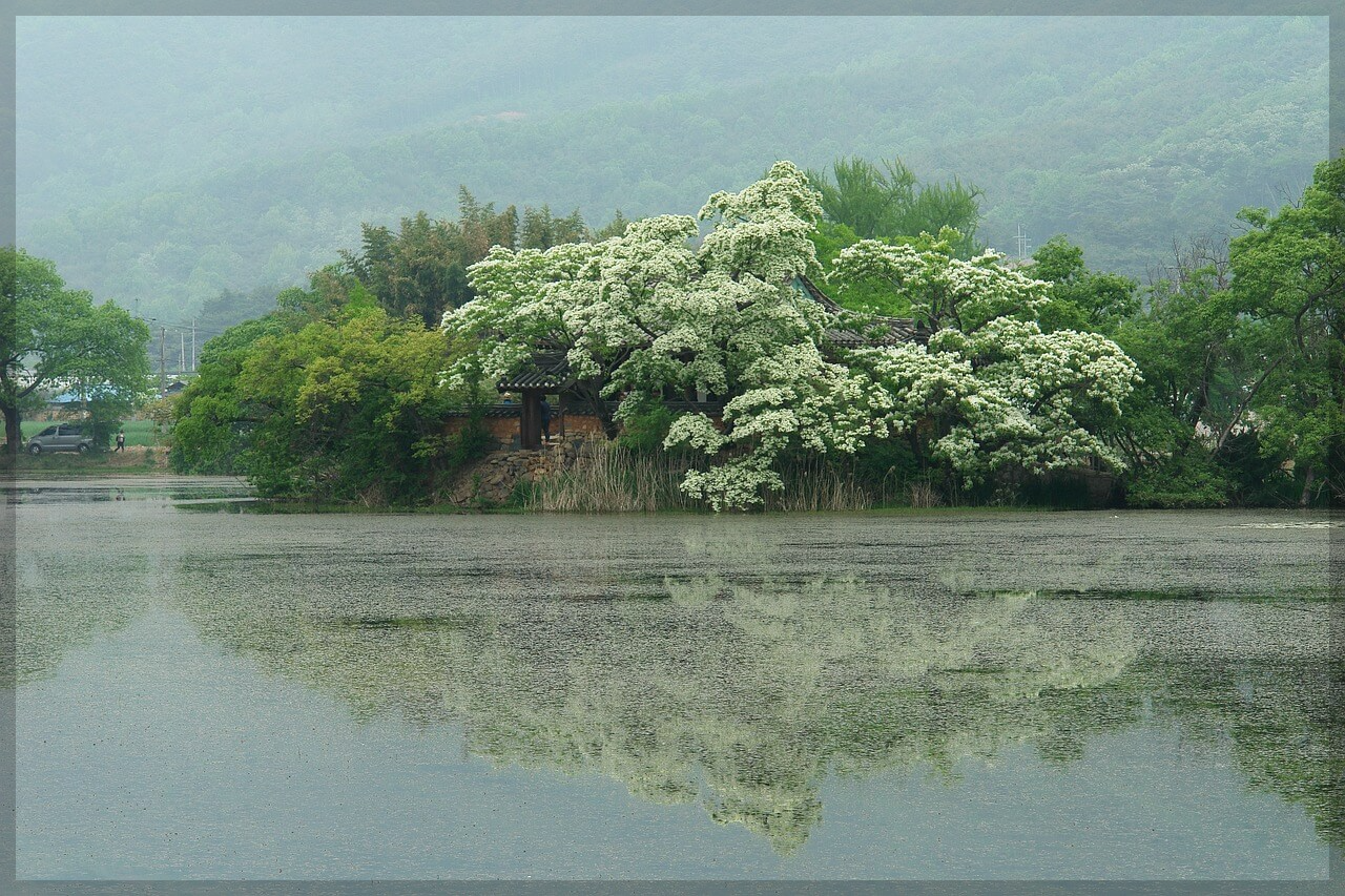 이팝나무 군락지 추천 명소 (best3)