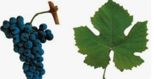 Touriga Nacional
