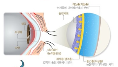 눈의 신호 캐치 루테인 먹는 이유와 복용법 안구 노화 대비