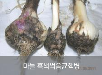 양파마늘병충해