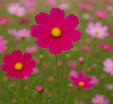 코스모스 축제하는곳