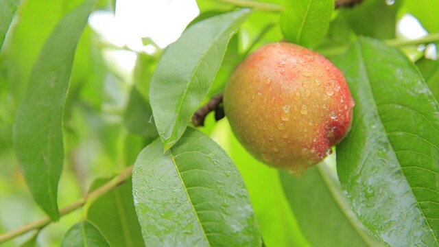복숭아 보관방법