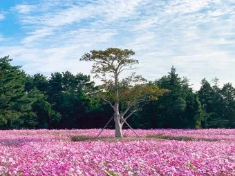 제주 항파두리 유적지 역사 공부 겸 산책코스 소개_10