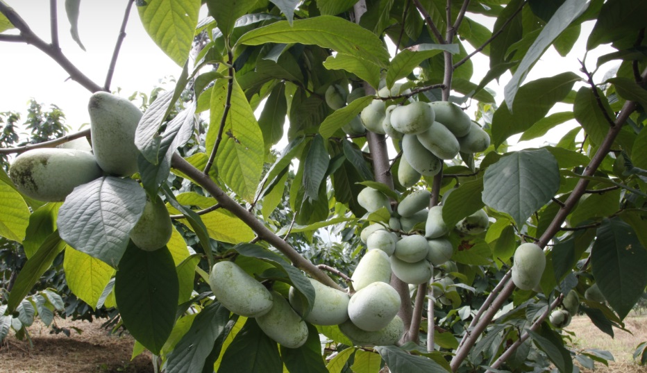 논산-포포나무열매-더좋은농원