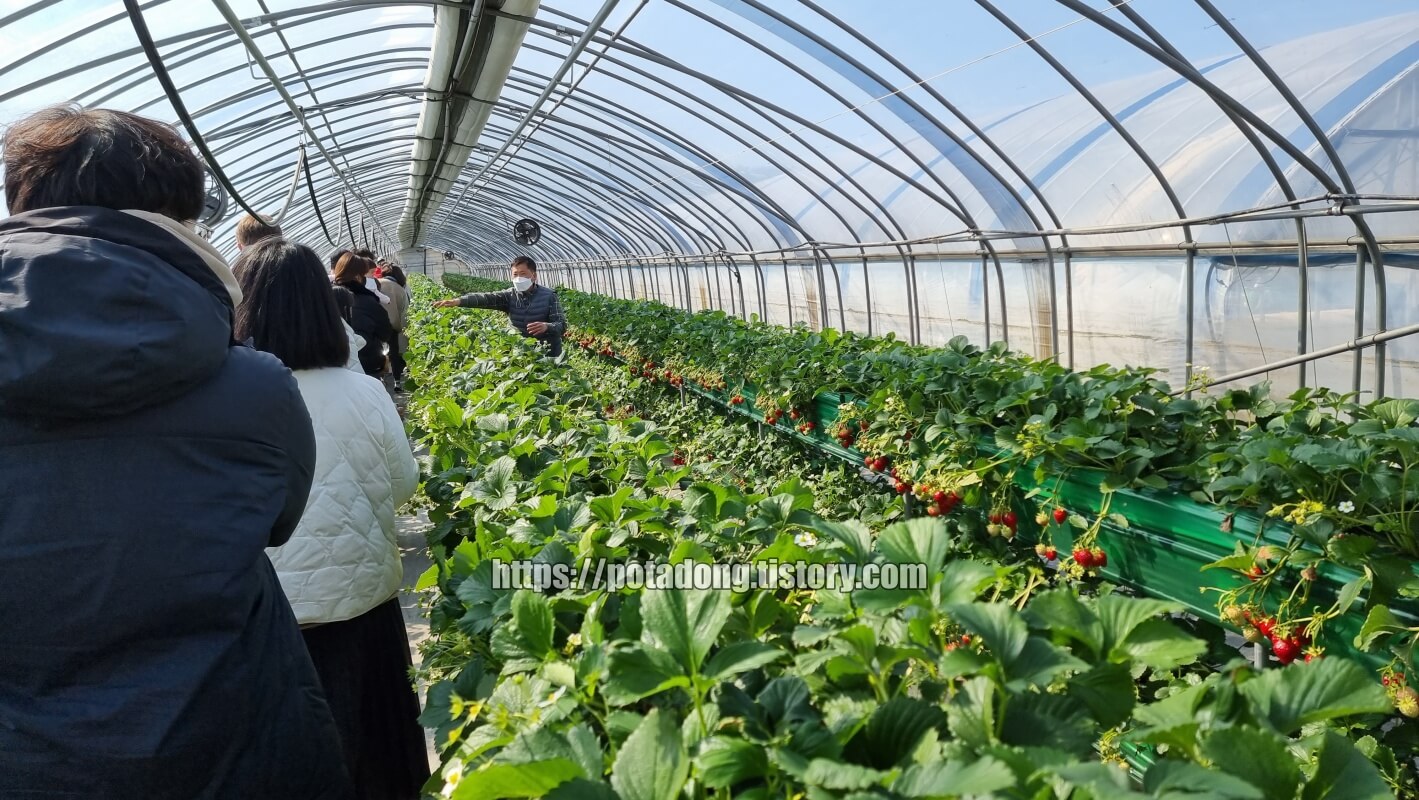 행복텃밭 딸기체험