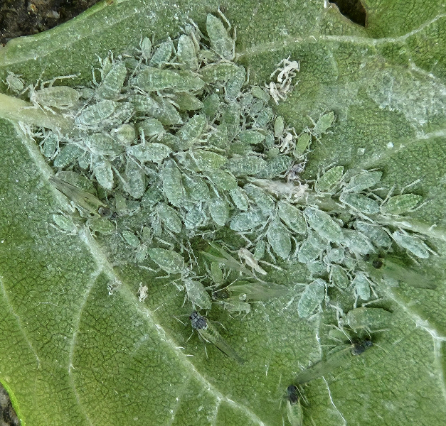 복숭아가루진딧물 약충