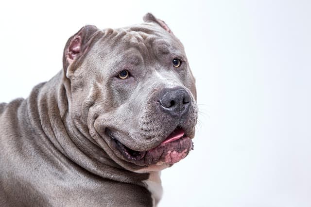 canine atopic dermatitis
