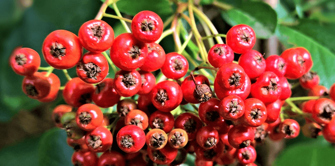 마가목 사진 - 2