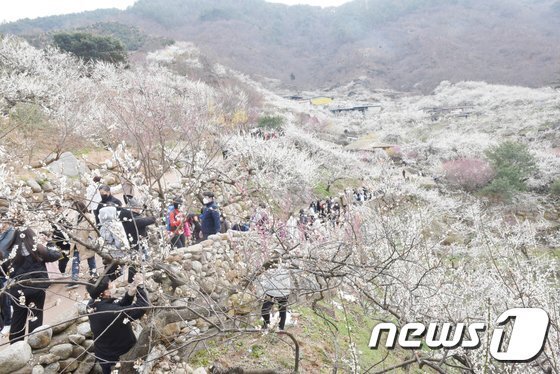 광양 매화축제