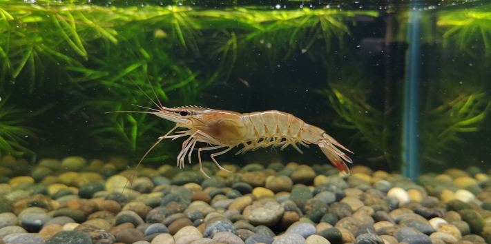 홍성 남당항 대하축제 가격 김희재 마이진 가수 공연 맛집 추천