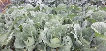 양배추 재배 배추흰나비 방제 칼슘 결핍 예방_5