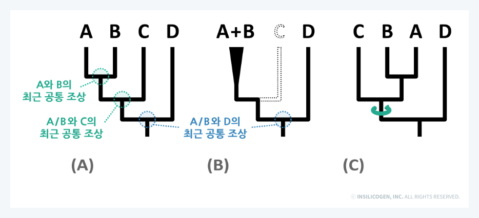 계통수의 해석