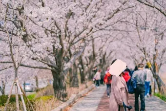 부산 벚꽃 명소 추천 숨겨진 뷰포인트_8