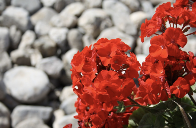 1년 중 단 한 달만 갈 수 있는 특별한 여행지