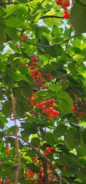 단오-뜻과-풍습과-음식과-축제에-대해서