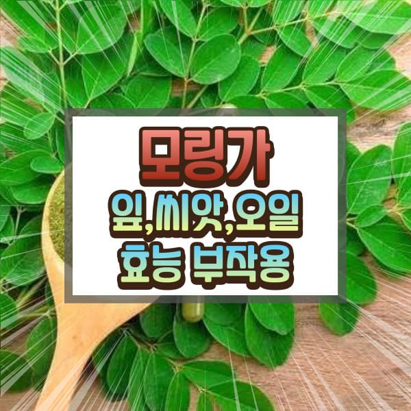 모링가 효능 부작용