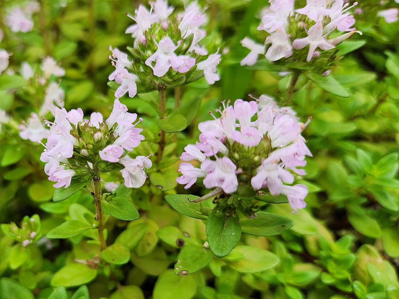 섬백리향 (울릉백리향)
