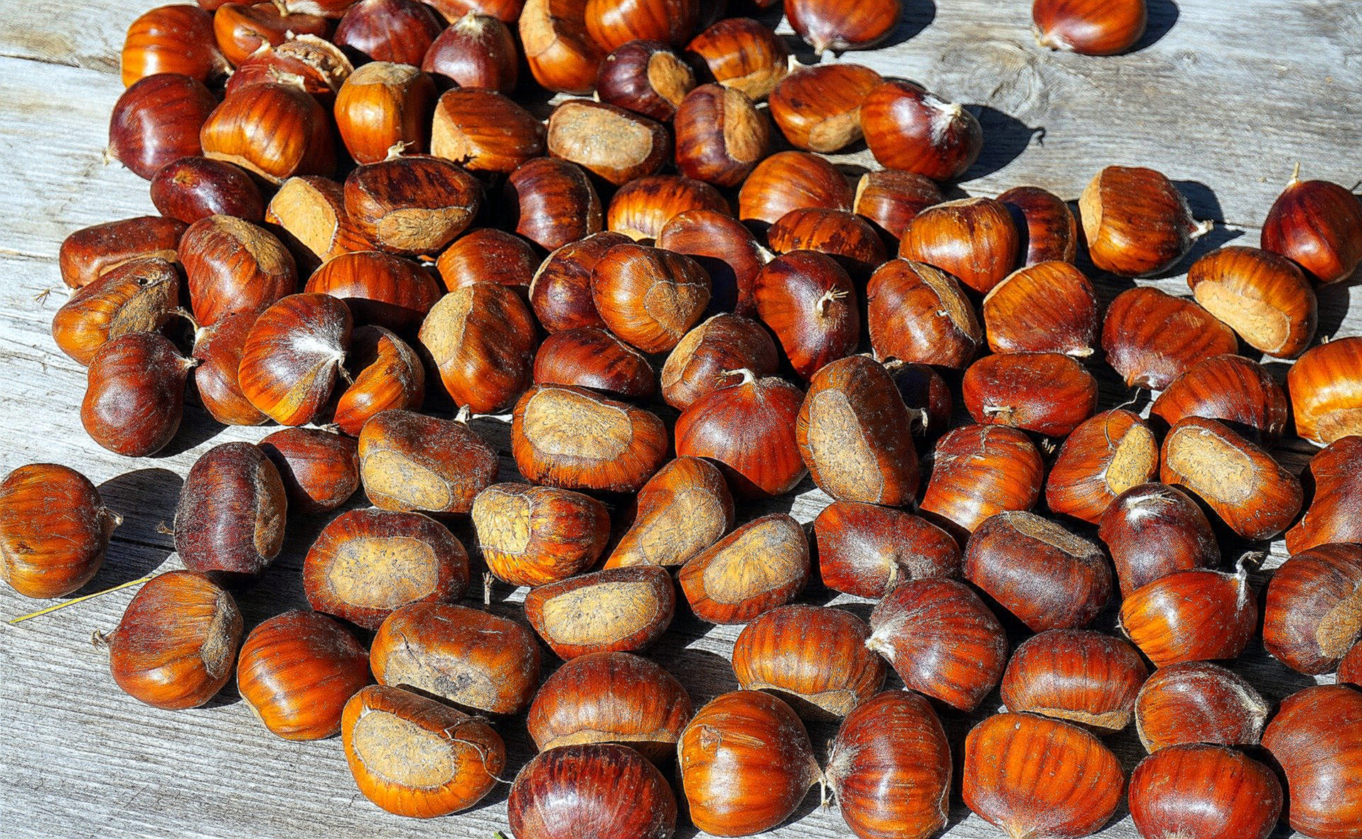 생율 효능 부작용