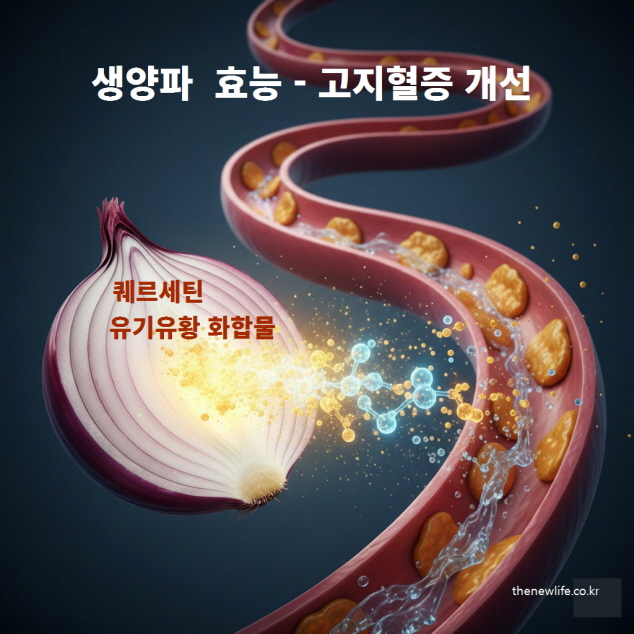 생양파 효능으로 LDL 콜레스테롤과 혈관 플라크 감소를 돕는 모습, 양파와 혈관 일러스트