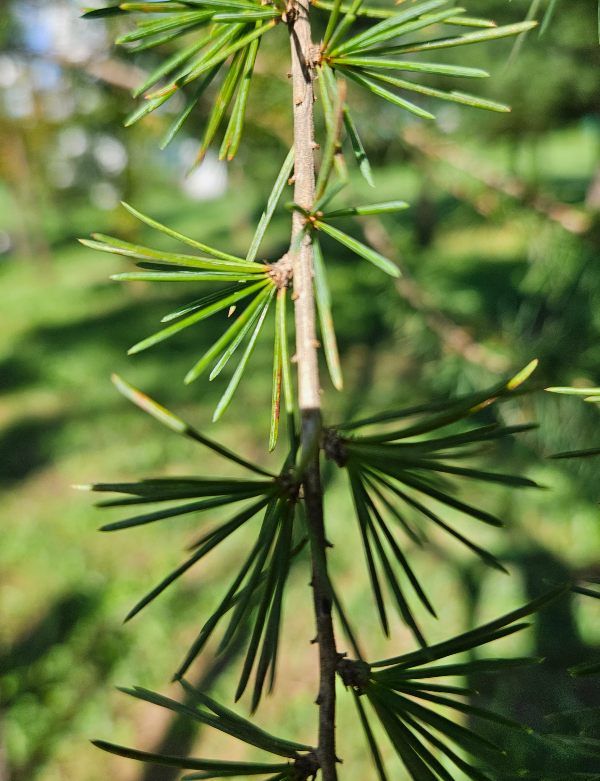 개잎갈나무 잎1
