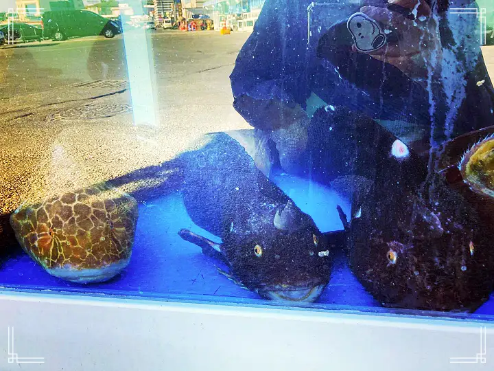 백반기행 60년 노포 문희경 편 곰치국 문어볶음 장치조림 울진 맛집 소개